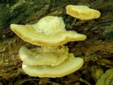 Trametes lactinea image