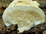 Trametes lactinea image