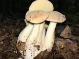 Boletus pallidus image