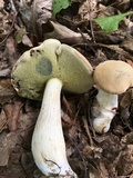 Boletus pallidus image