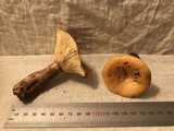 Lactarius peckii image