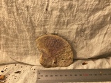 Daedaleopsis confragosa image