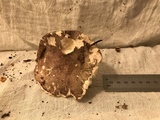 Russula cyanoxantha image