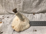 Russula cyanoxantha image