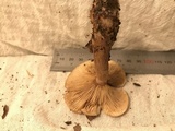 Lactarius quietus image