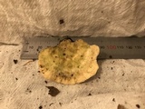 Tyromyces chioneus image