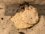 Tyromyces chioneus image