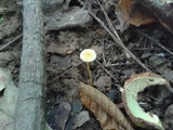Mycena crocea image
