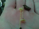 Mycena crocea image
