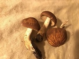 Psathyrella delineata image