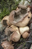 Scleroderma areolatum image