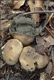 Scleroderma areolatum image
