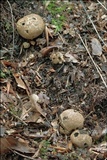 Scleroderma areolatum image