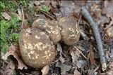 Scleroderma areolatum image