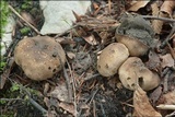 Scleroderma areolatum image