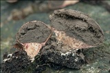 Scleroderma areolatum image
