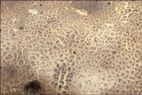 Scleroderma areolatum image