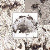 Rinodina oleae image