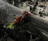 Phaeotremella frondosa image