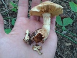 Gymnopilus luteus image