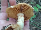 Gymnopilus luteus image