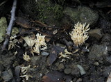 Aphelaria tuberosa image