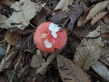 Russula nobilis image