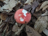 Russula nobilis image