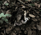 Tricholoma griseoviolaceum image
