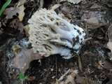 Ramaria fennica image