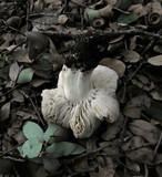 Tricholoma griseoviolaceum image