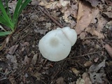 Entoloma flavifolium image