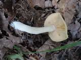 Entoloma flavifolium image