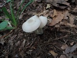 Entoloma flavifolium image