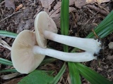 Entoloma flavifolium image