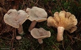 Lactarius mammosus image