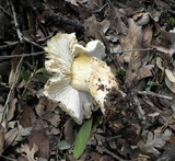 Tricholoma saponaceum image