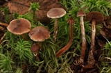 Cortinarius flexipes image