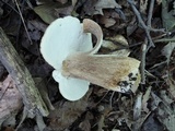 Boletus variipes var. fagicola image