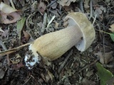 Boletus variipes image