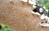 Irpex lacteus image