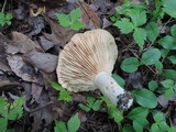 Lactarius psammicola image