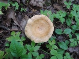 Lactarius psammicola image
