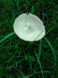 Amanita populiphila image