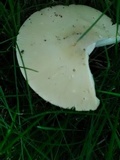 Amanita populiphila image