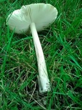 Amanita populiphila image