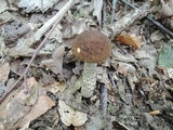 Leccinellum quercophilum image