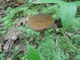 Leccinellum quercophilum image