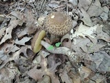 Leccinellum quercophilum image