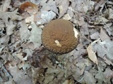 Leccinellum quercophilum image